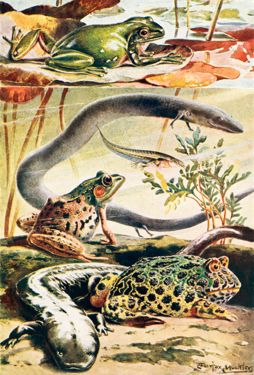 Seis anfibios típicos (litografía en color) de Louis Fairfax Muckley