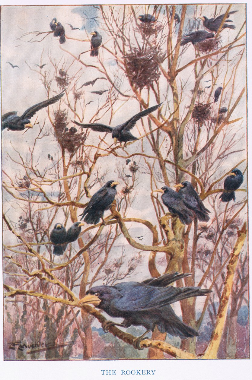 The Rookery, ilustración de "Country Ways and Country Days" (litografía en color) de Louis Fairfax Muckley