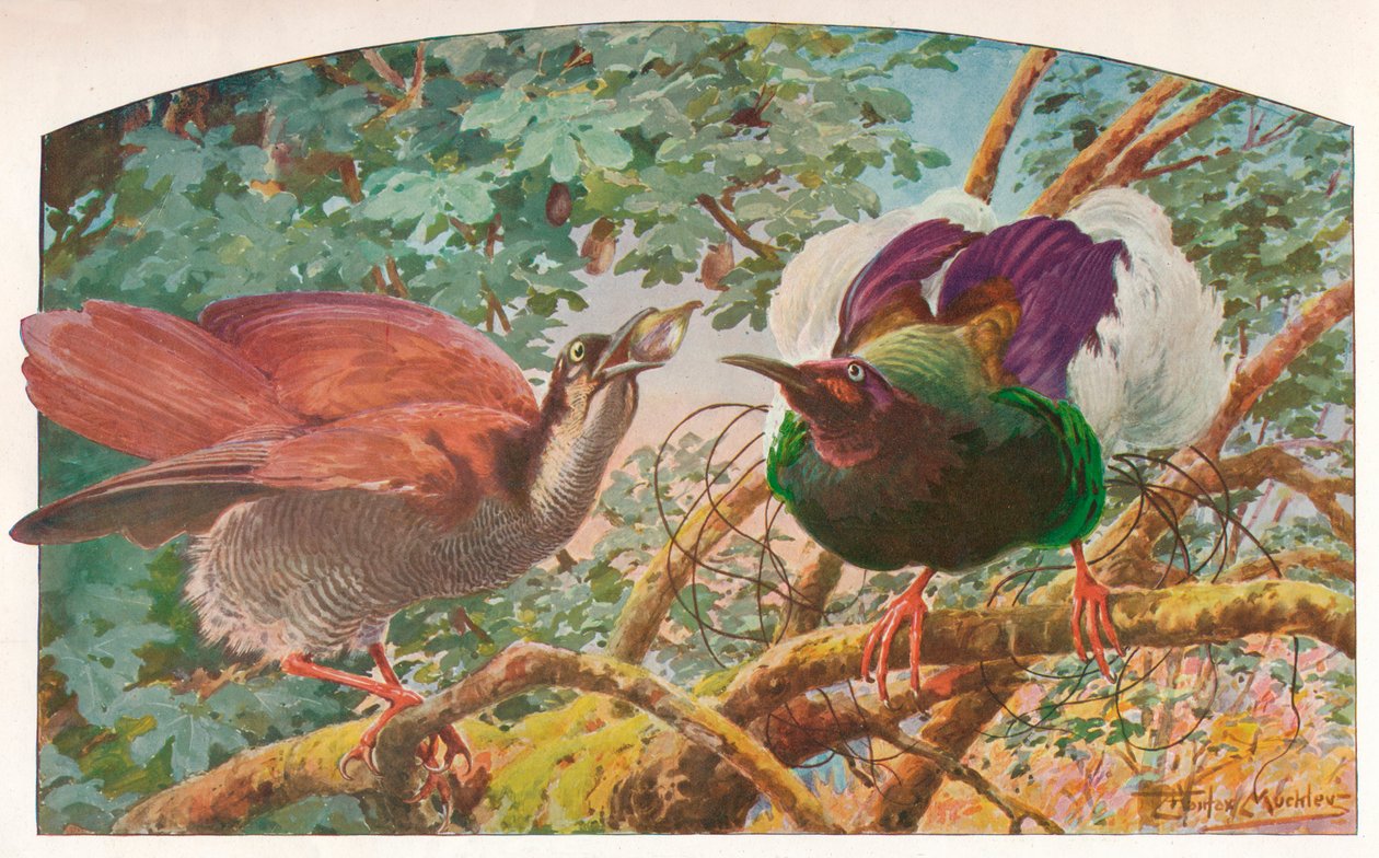 Aves del paraíso de doce alambres, c1910, 1911 de Louis Fairfax Muckley