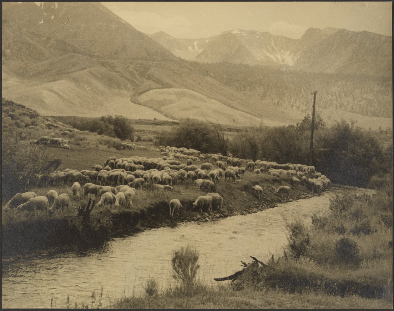 Un prado de montaña de Louis Fleckenstein