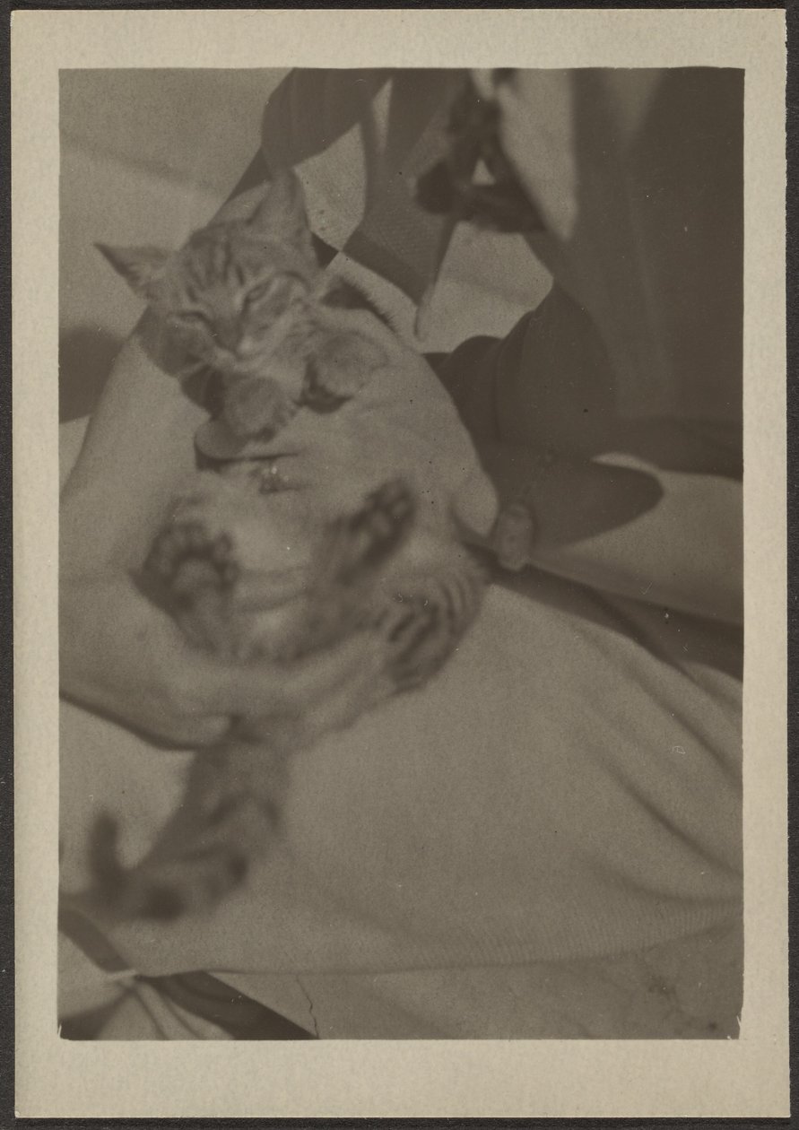 [Cat] de Louis Fleckenstein