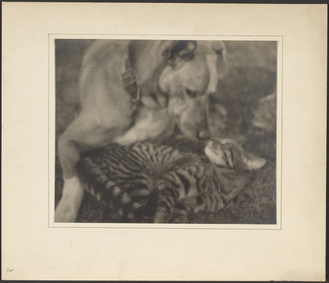 [Gato y perro] de Louis Fleckenstein