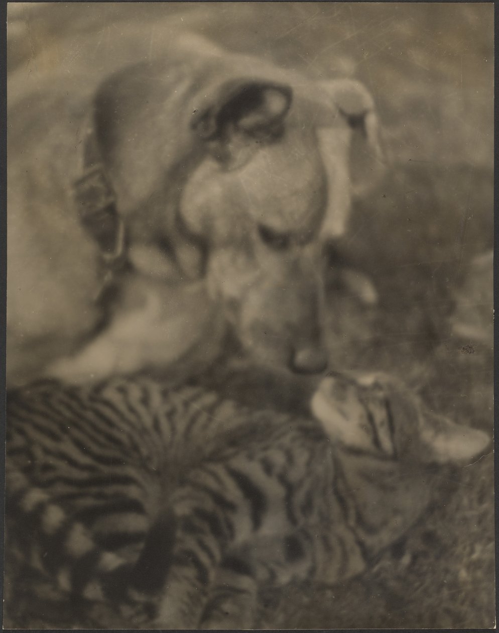 [Gato y perro] de Louis Fleckenstein