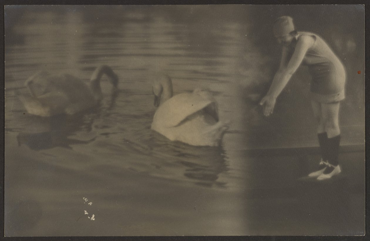 [Composite of Swans and Diver] de Louis Fleckenstein
