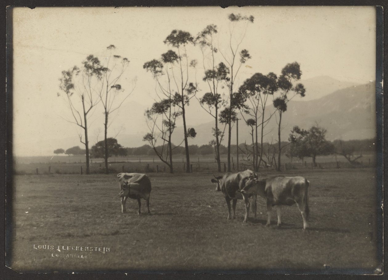 Vacas en un campo de Louis Fleckenstein