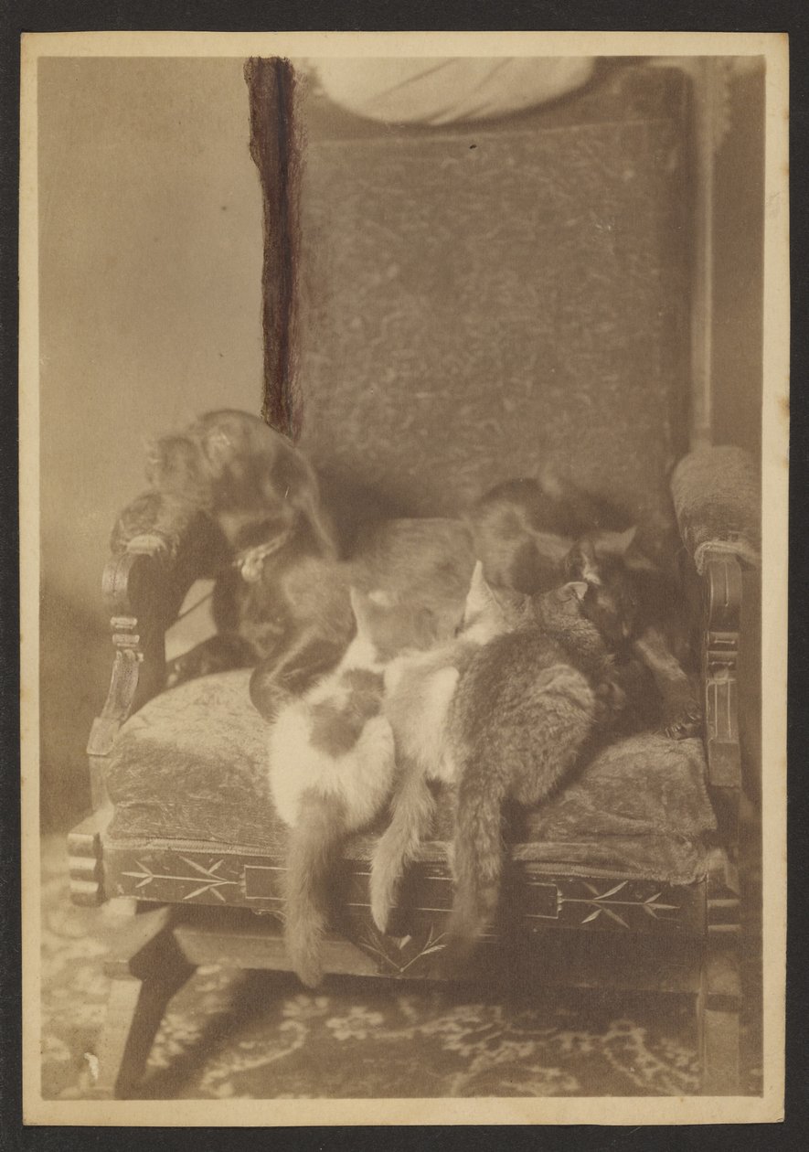 [Acurrucarse con gatos y perros] de Louis Fleckenstein