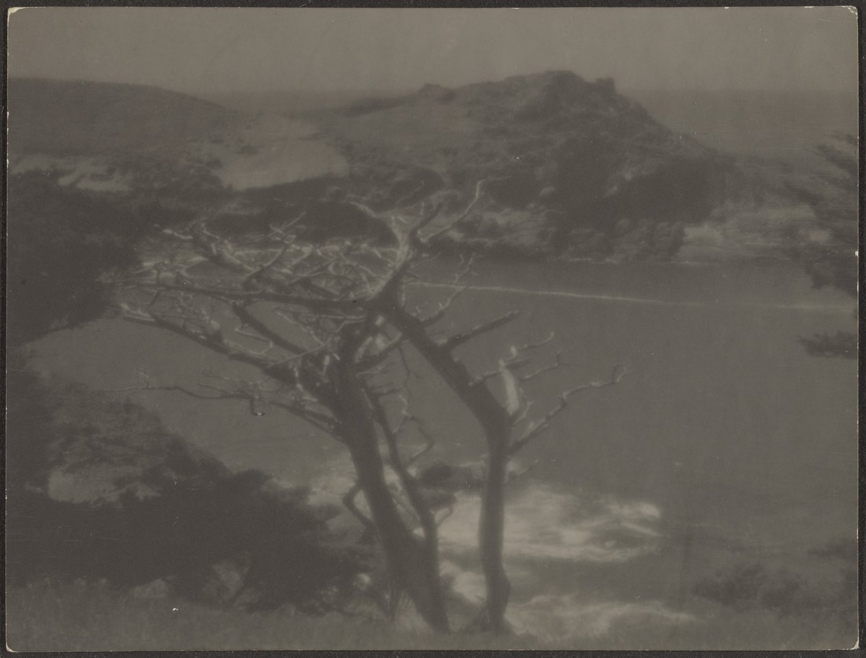 [Ciprés en la Costa] de Louis Fleckenstein