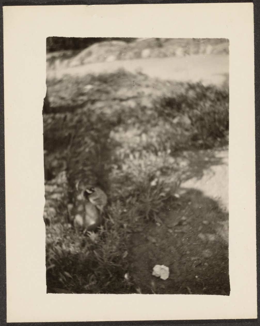 [Pato en paisaje] de Louis Fleckenstein