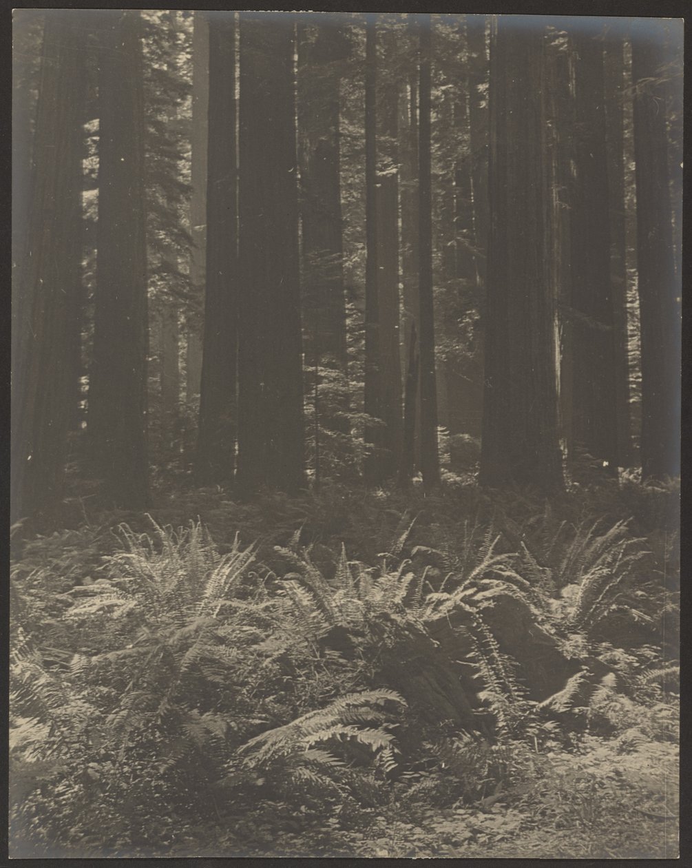 [Helecho en el bosque] de Louis Fleckenstein