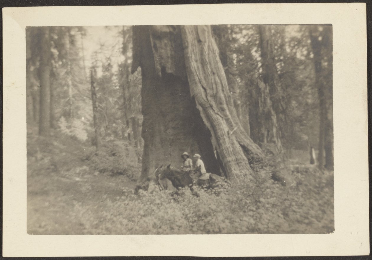 [Figuras a caballo en el hueco de un enorme árbol] de Louis Fleckenstein