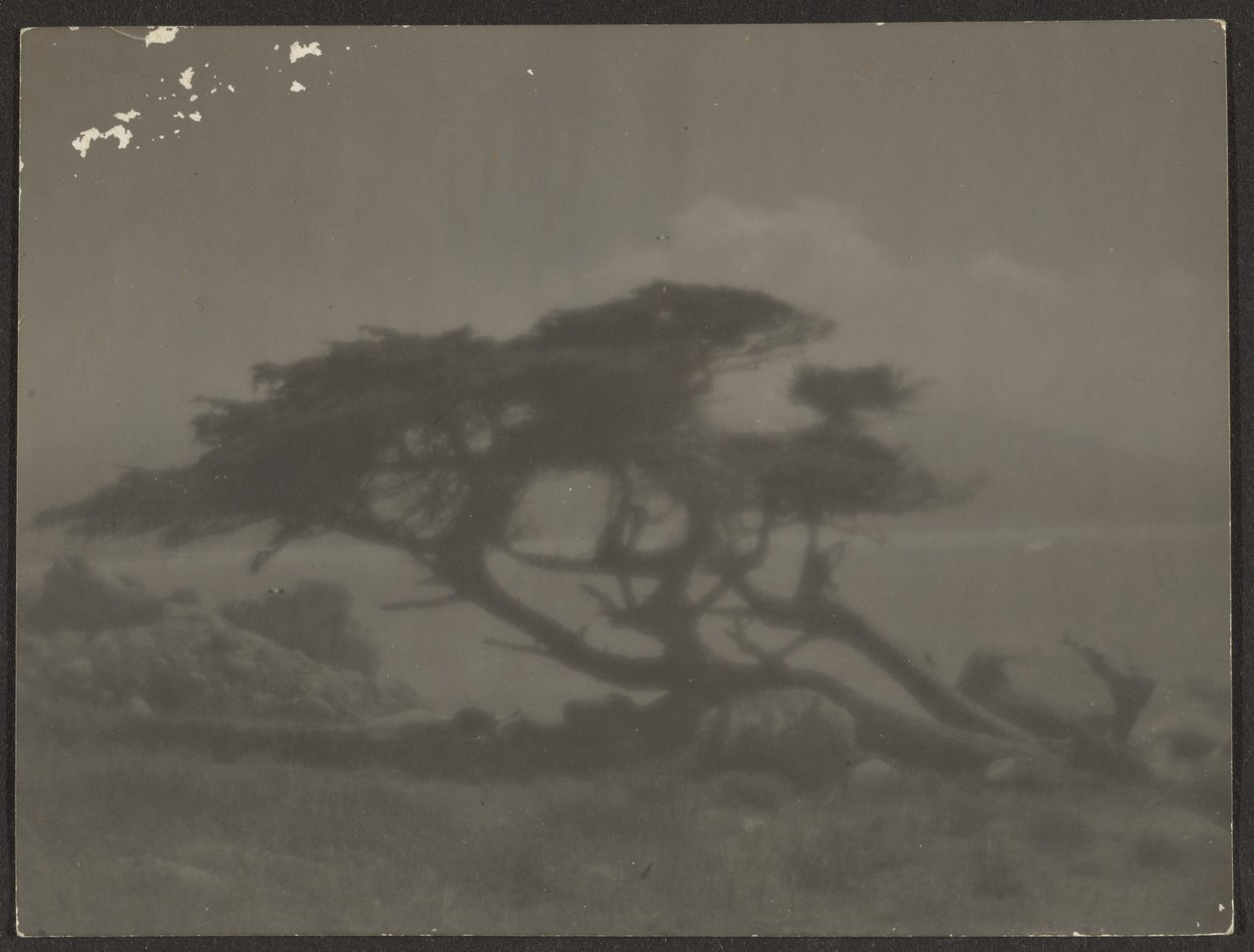 [Paisaje con ciprés] de Louis Fleckenstein