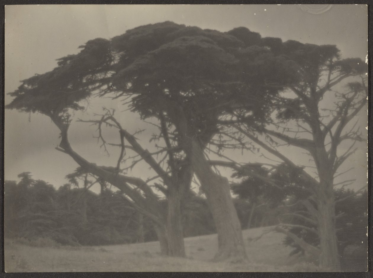 [Paisaje con cipreses] de Louis Fleckenstein