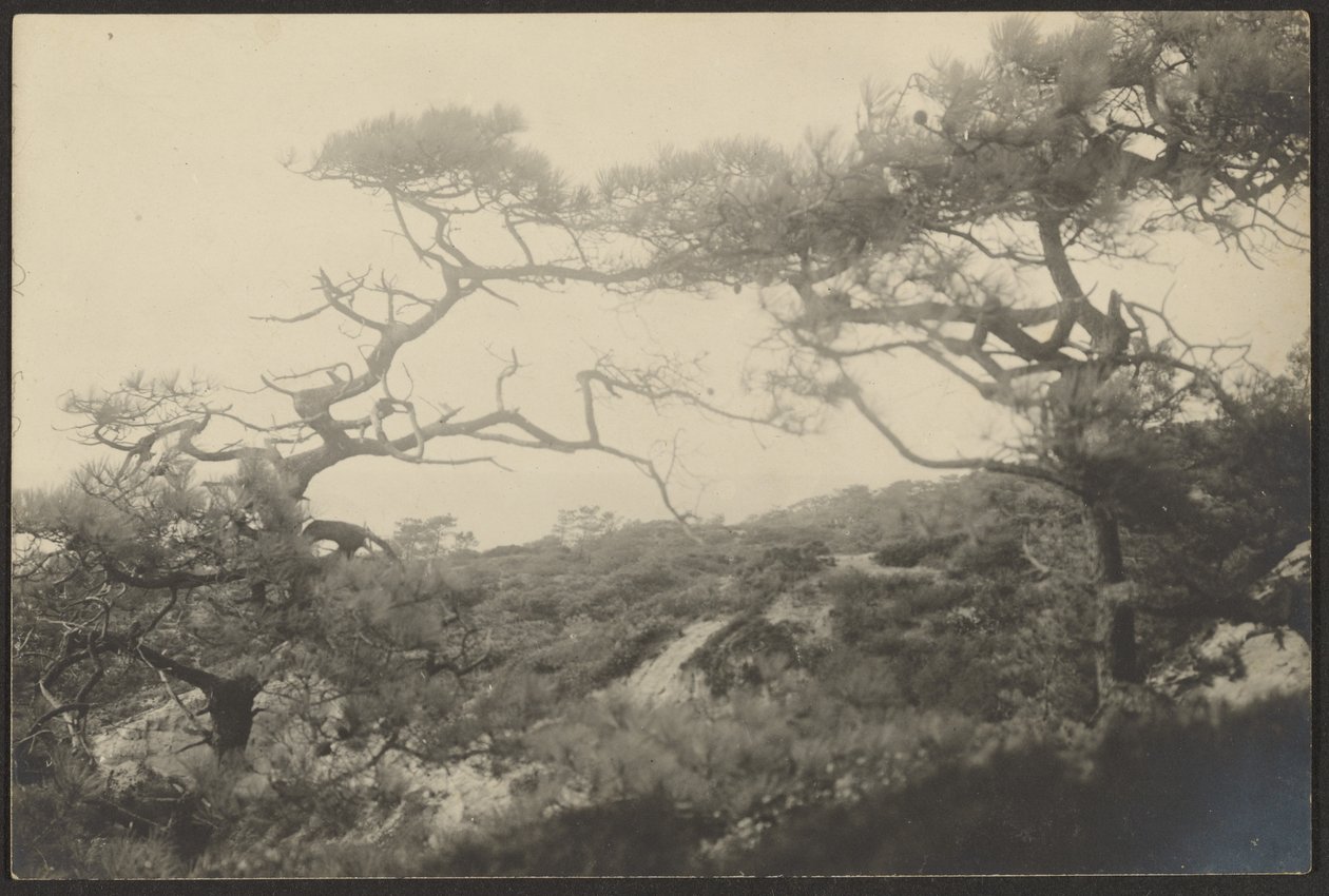 Paisaje con árboles retorcidos de Louis Fleckenstein