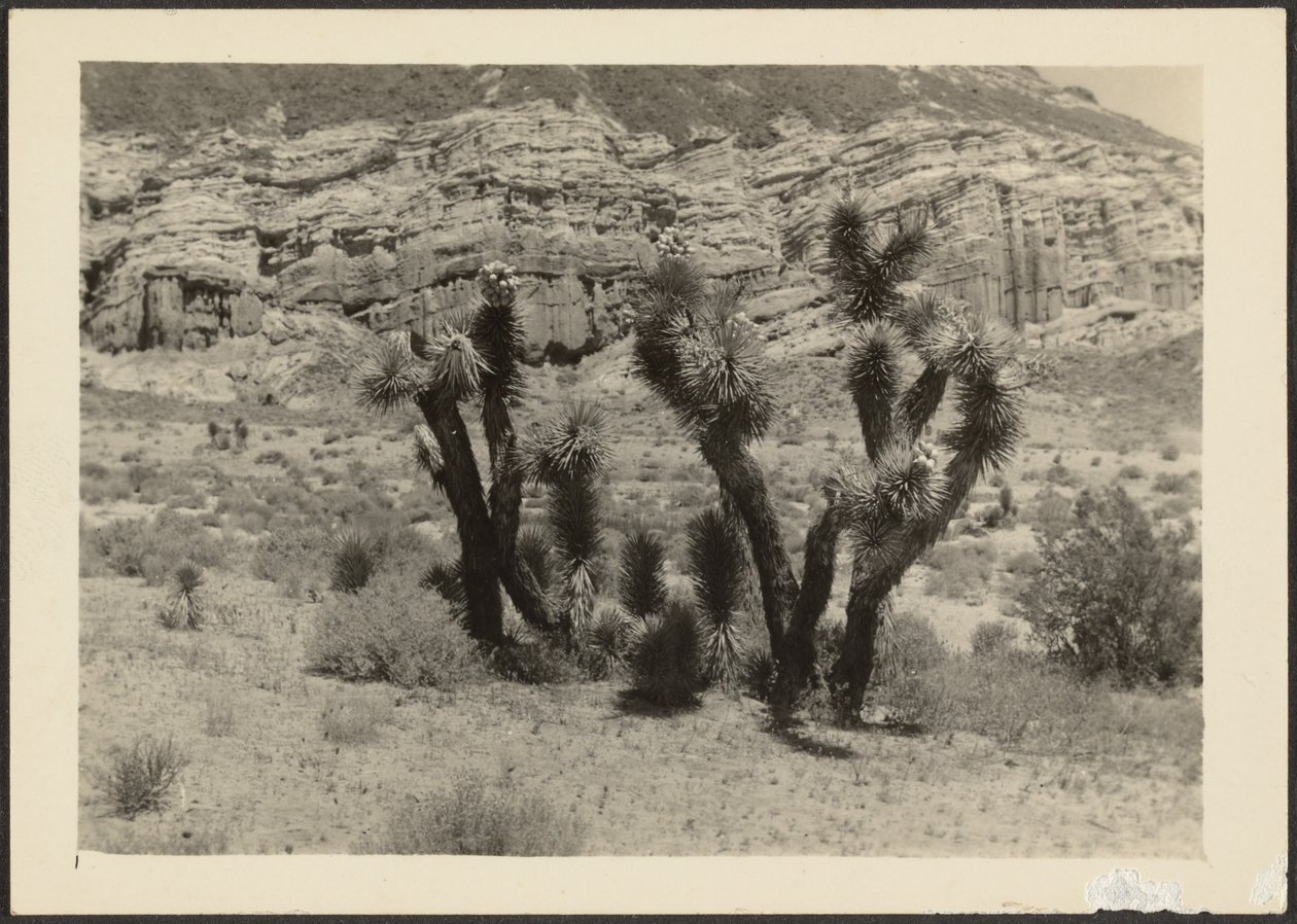 [Paisaje con árboles de Josué] de Louis Fleckenstein