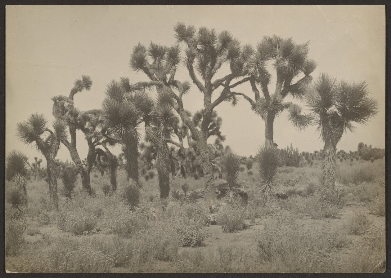 [Paisaje con árboles de Josué] de Louis Fleckenstein