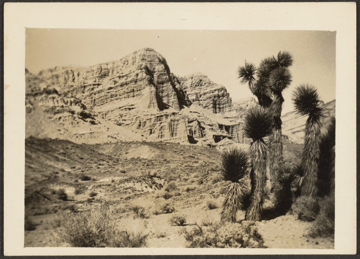 [Paisaje con árboles de Josué] de Louis Fleckenstein