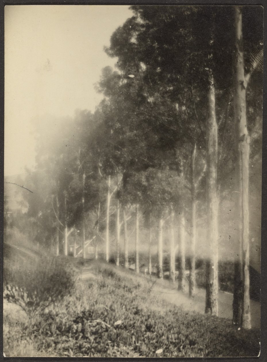 Paisaje con hilera de árboles de Louis Fleckenstein