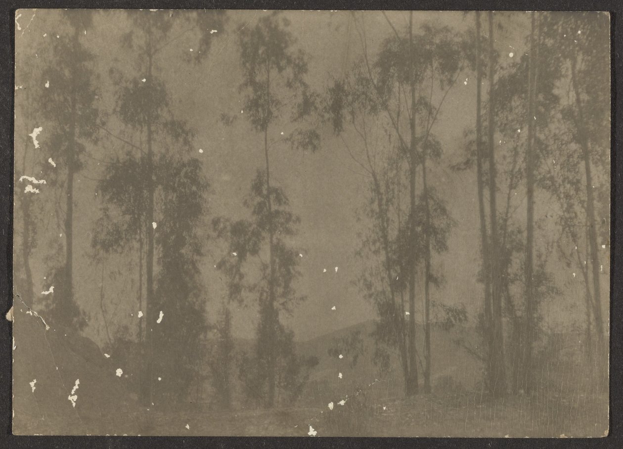 [Paisaje con árboles altos] de Louis Fleckenstein