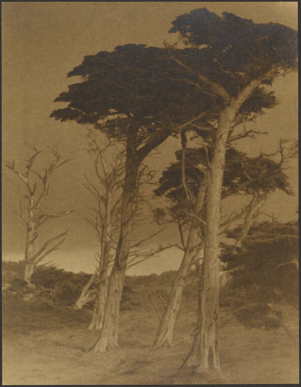 [Paisaje con árboles] de Louis Fleckenstein