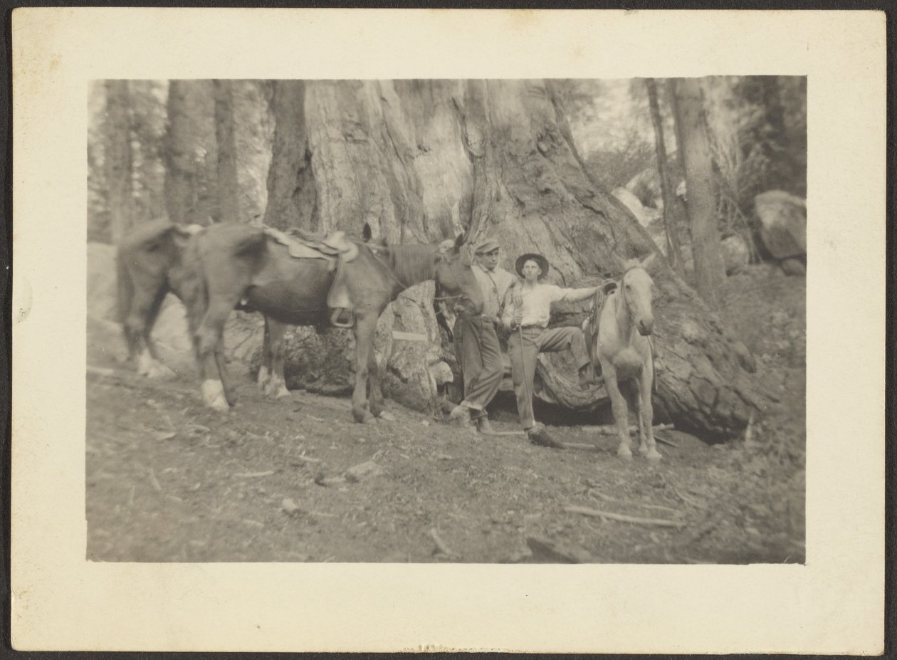 [Hombres y caballos de carga en la limpieza del bosque] de Louis Fleckenstein