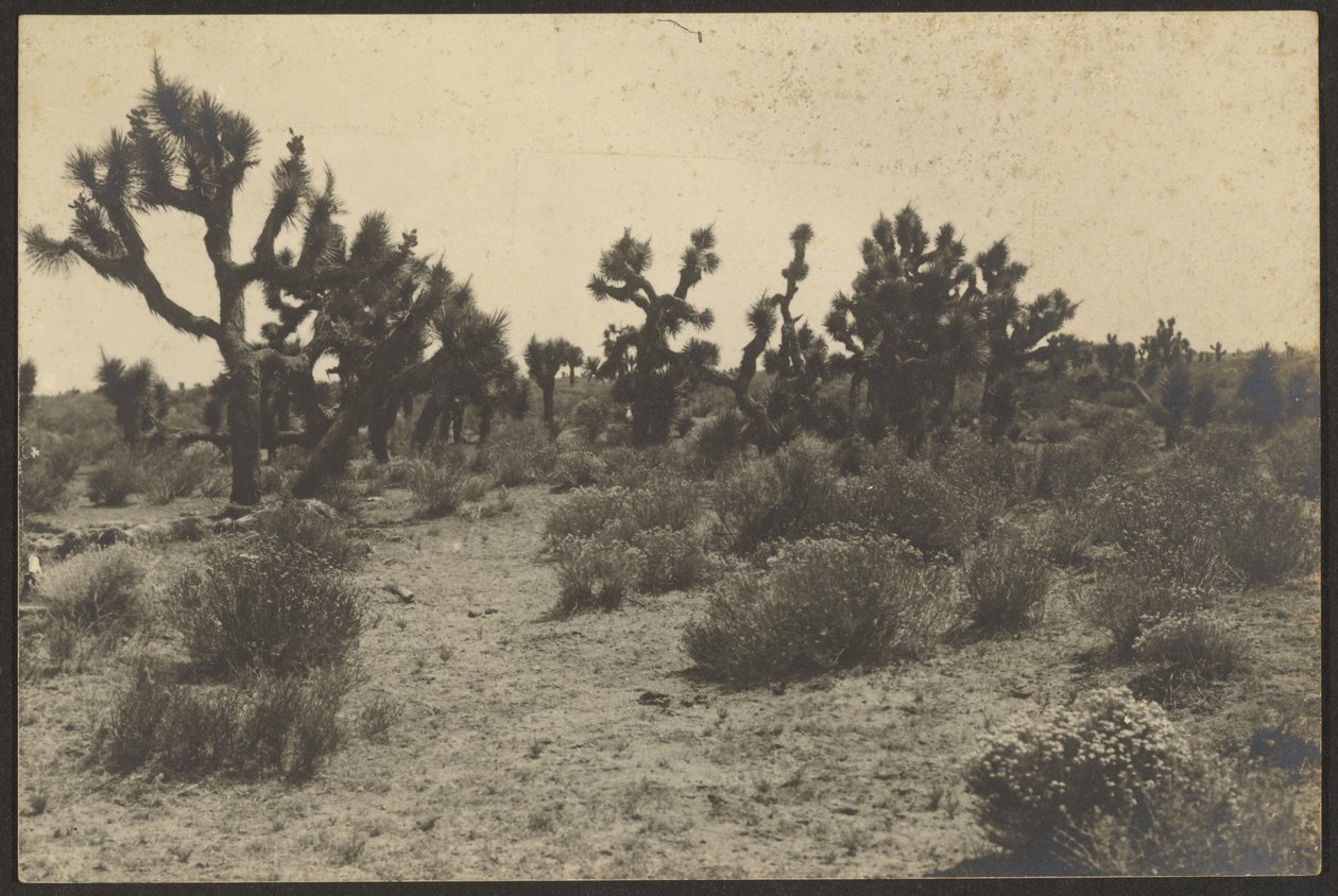Desierto de Mojave de Louis Fleckenstein