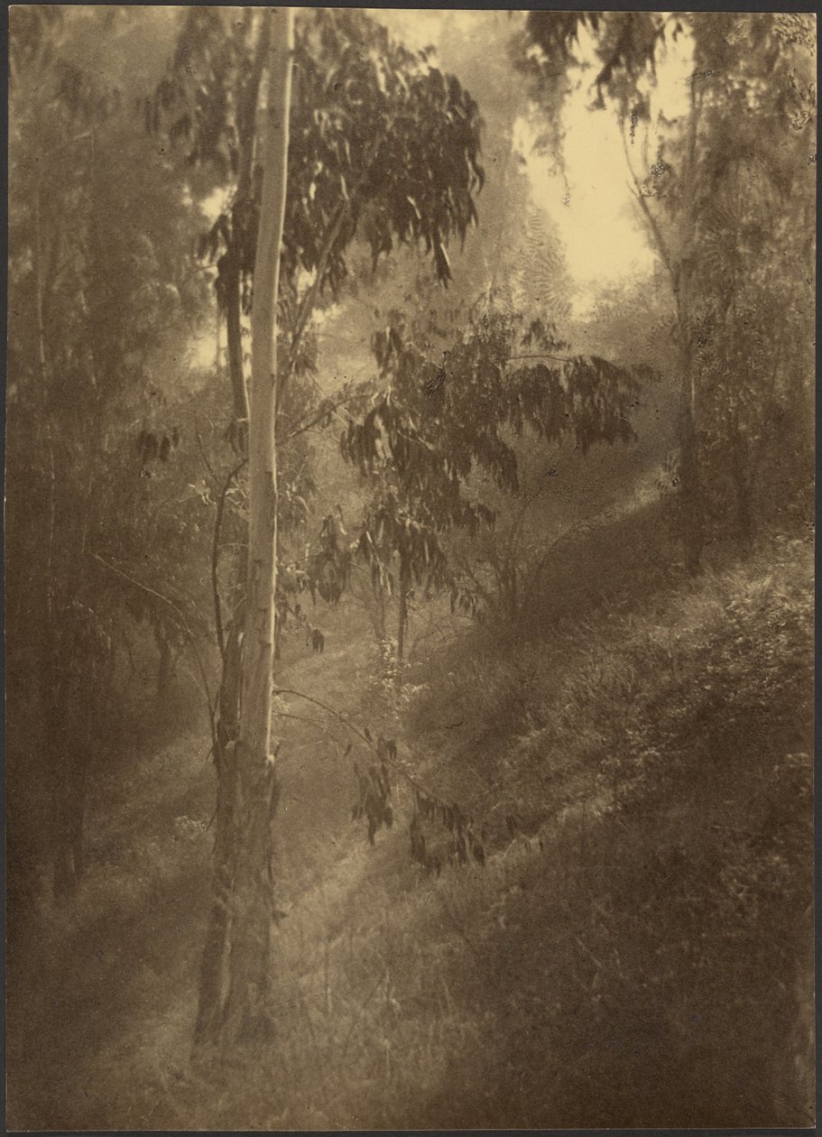 Niebla matutina de Louis Fleckenstein
