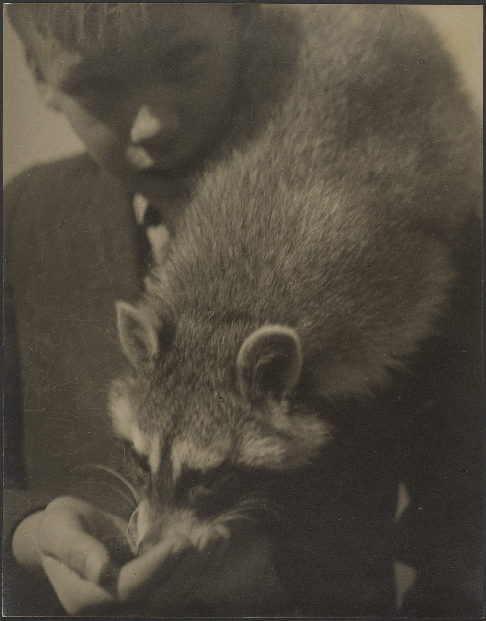 [Retrato de un niño dando de comer a un mapache] de Louis Fleckenstein