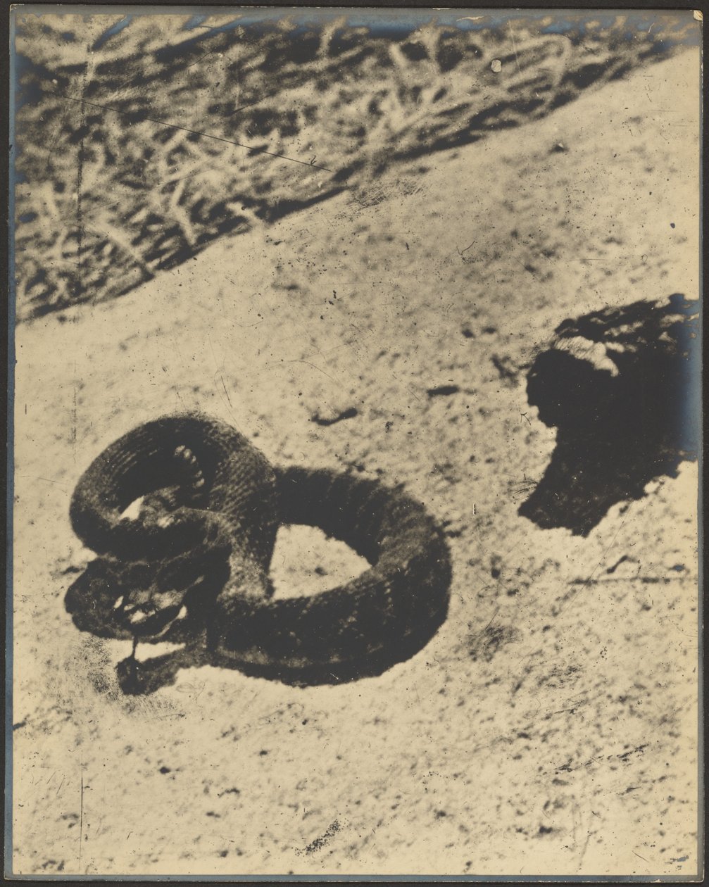 [Serpiente de cascabel] de Louis Fleckenstein