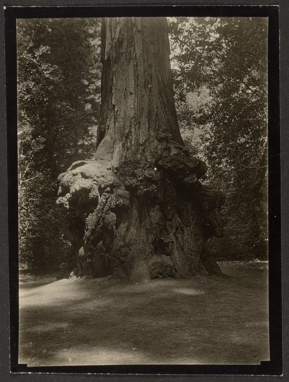 [Secuoya, Big Basin] de Louis Fleckenstein