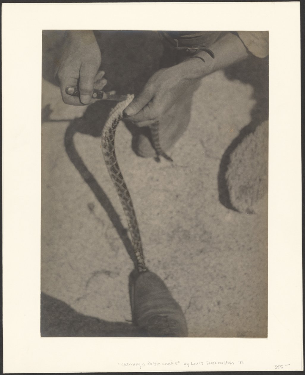Desollar una serpiente de cascabel de Louis Fleckenstein