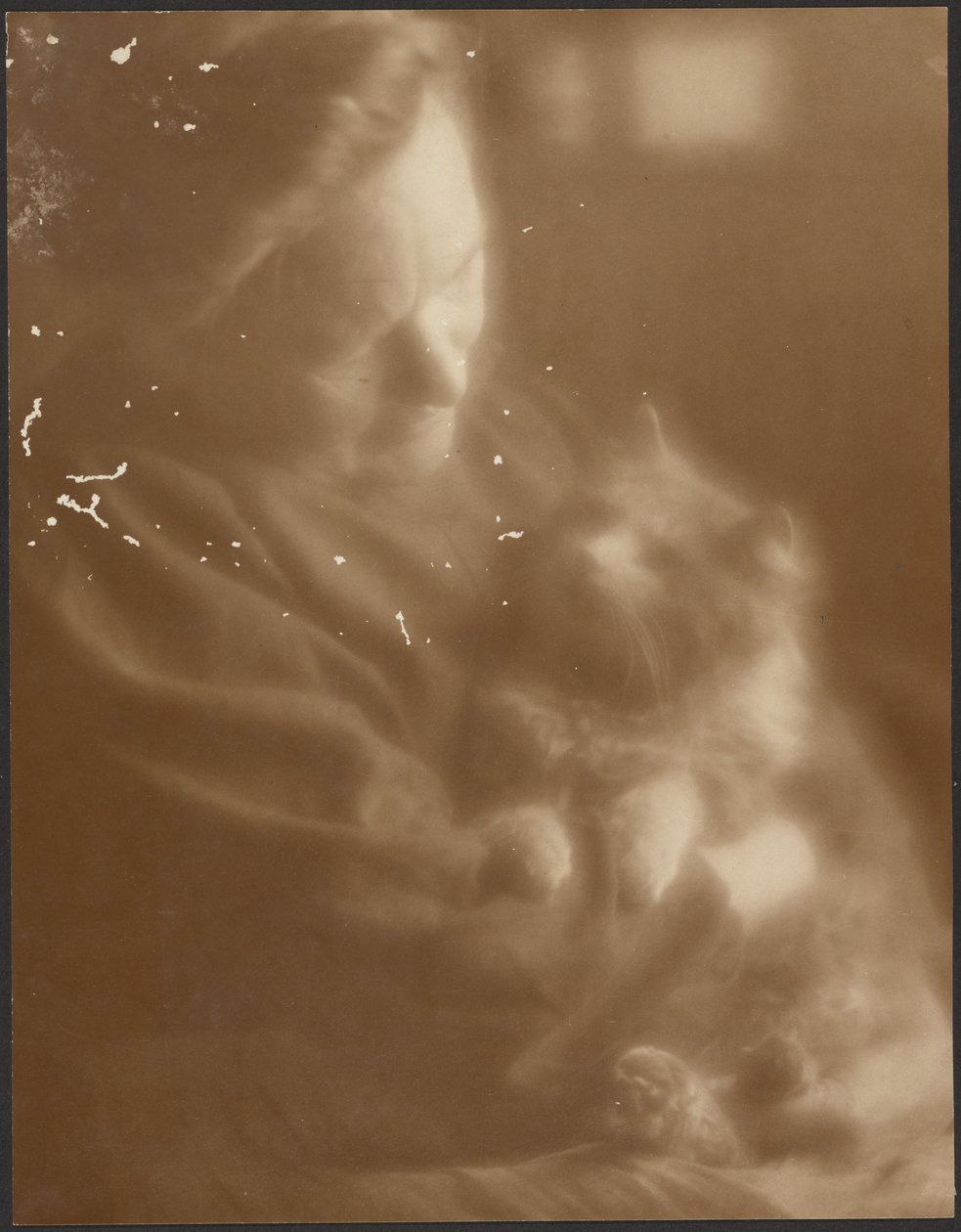 El angora doméstico de Louis Fleckenstein
