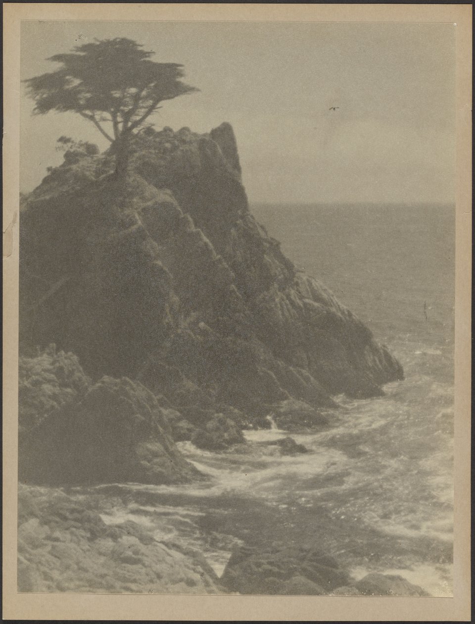[Árbol en la costa rocosa] de Louis Fleckenstein