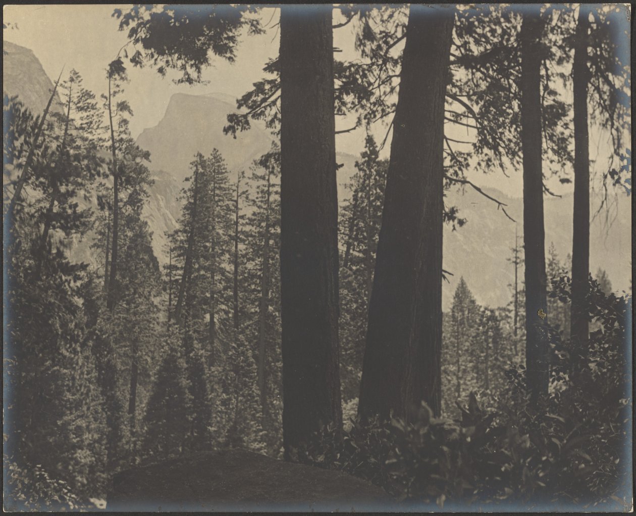 [Paisaje boscoso] de Louis Fleckenstein