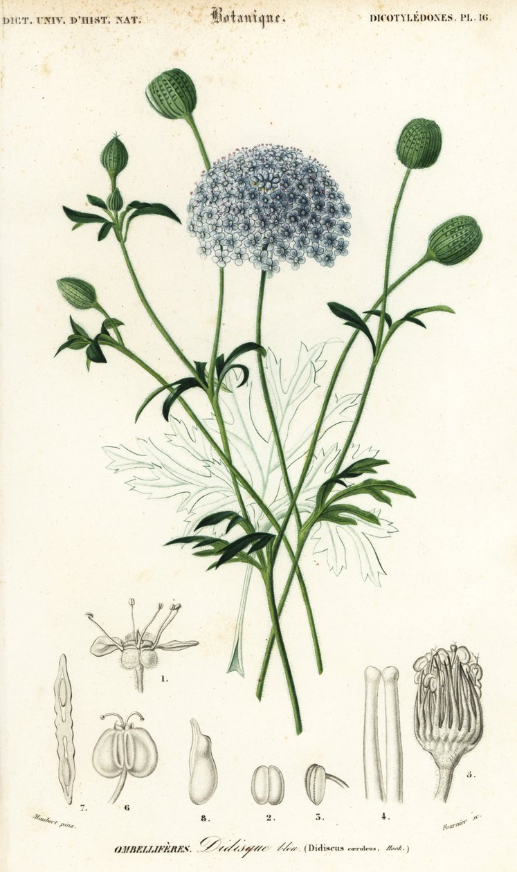 Flor de encaje azul, Trachymene coerulea. ,1849 (grabado) de Louis Joseph Edouard Maubert