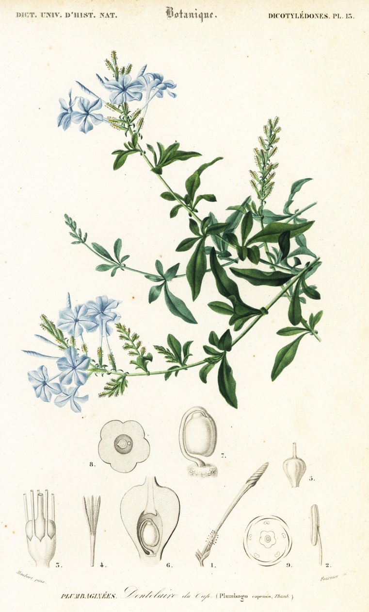 Plumbago auriculata, 1849 (grabado) de Louis Joseph Edouard Maubert