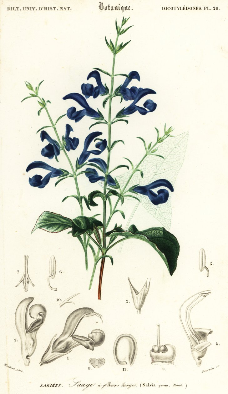 Salvia patens, 1849 (grabado) de Louis Joseph Edouard Maubert