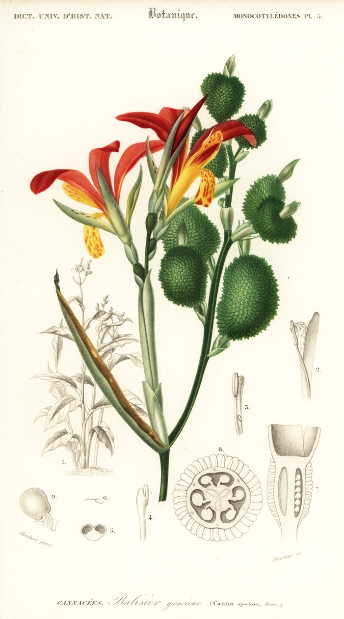 Tiro indio, Canna indica. ,1849 (grabado) de Louis Joseph Edouard Maubert
