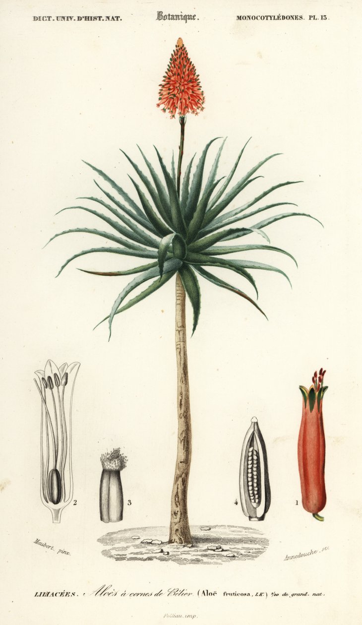 Aloe de Krantz, Aloe arborescens.,1849 (grabado) de Louis Joseph Edouard Maubert