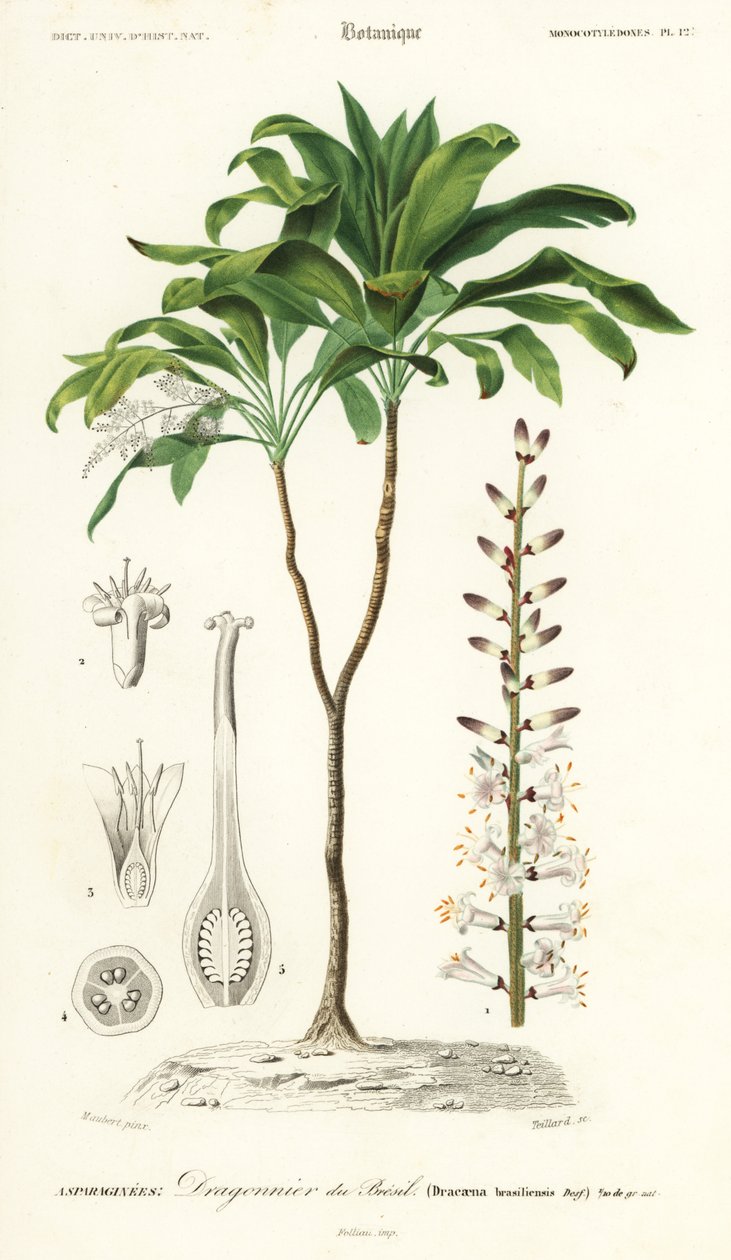 Lirio de palma, Cordyline fruticosa.,1849 (grabado) de Louis Joseph Edouard Maubert