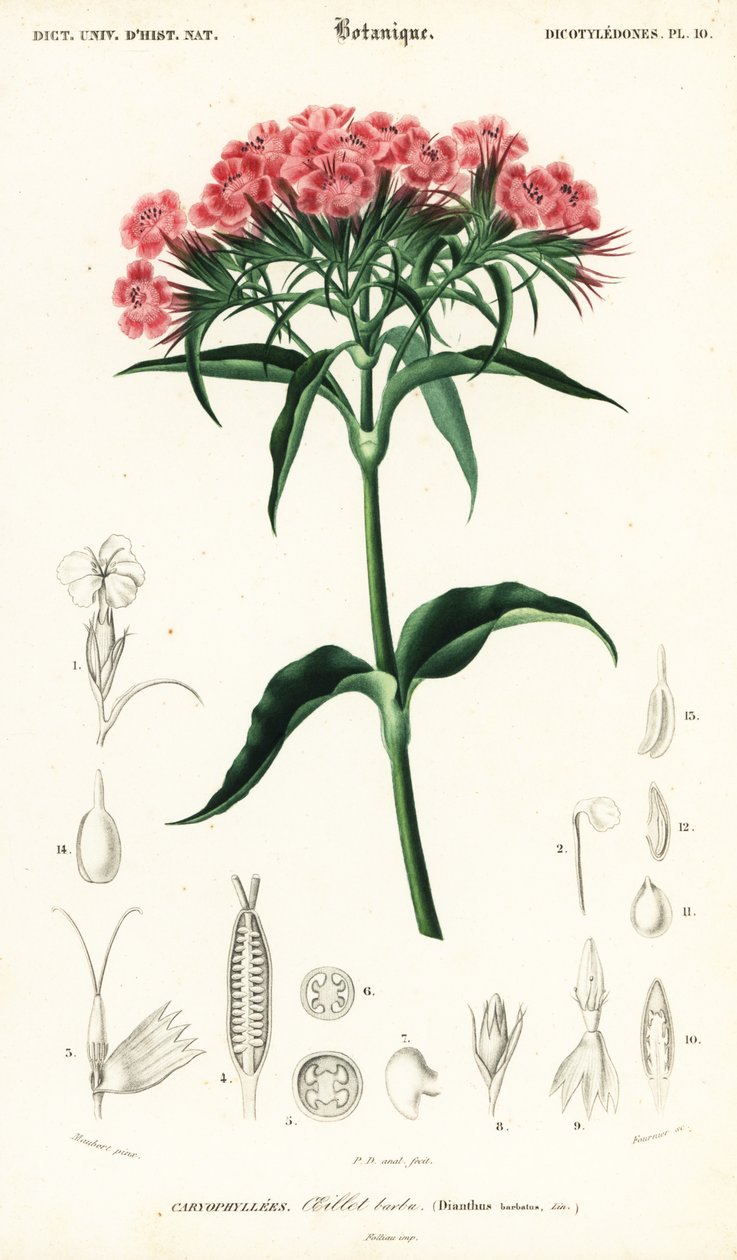 Sweet William, Dianthus barbatus.,1849 (grabado) de Louis Joseph Edouard Maubert