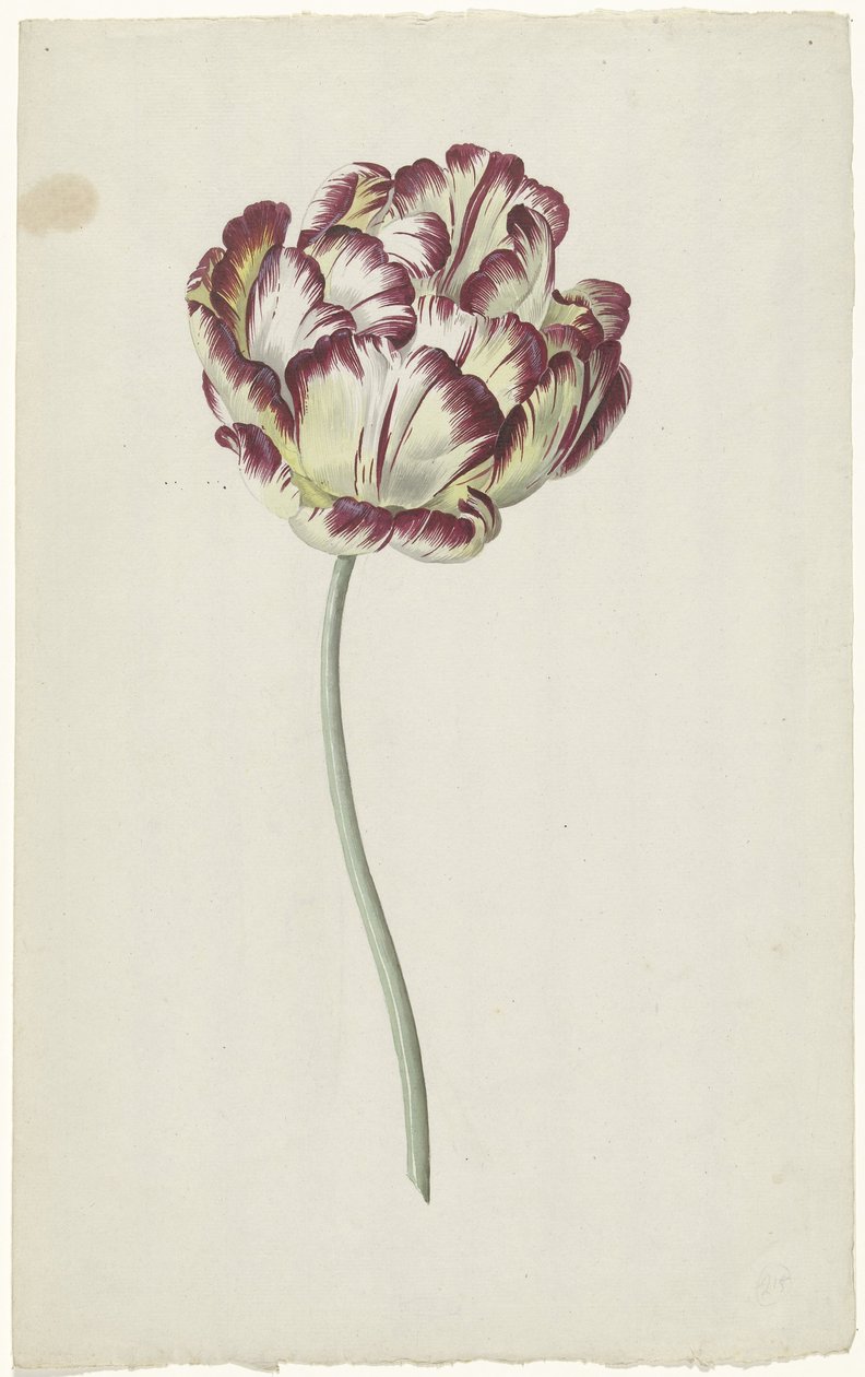 Tulipán de Louis Moritz