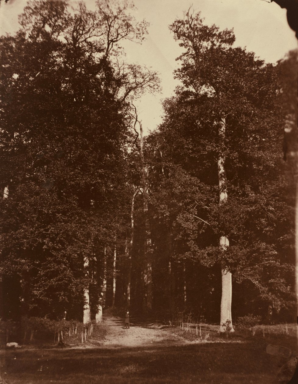 Bosque en Saint-Cloud,1859-1860 (foto) de Louis Rémy Robert