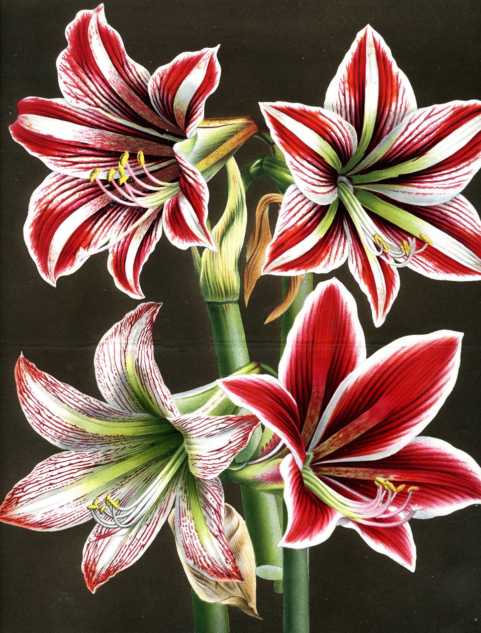 AMARYLLIS HIPPEASTRA (grabado) de Louis Van Houtte