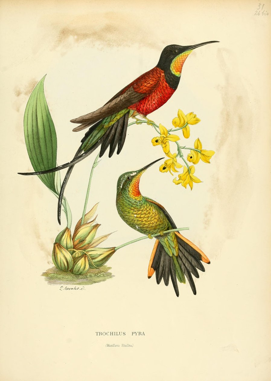 Trochilus pyra = Topaza pyra de Louis Victor Bevalet
