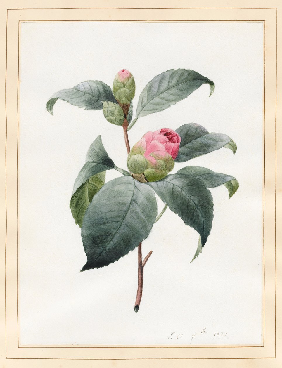 Camellia de Louise DOrleans