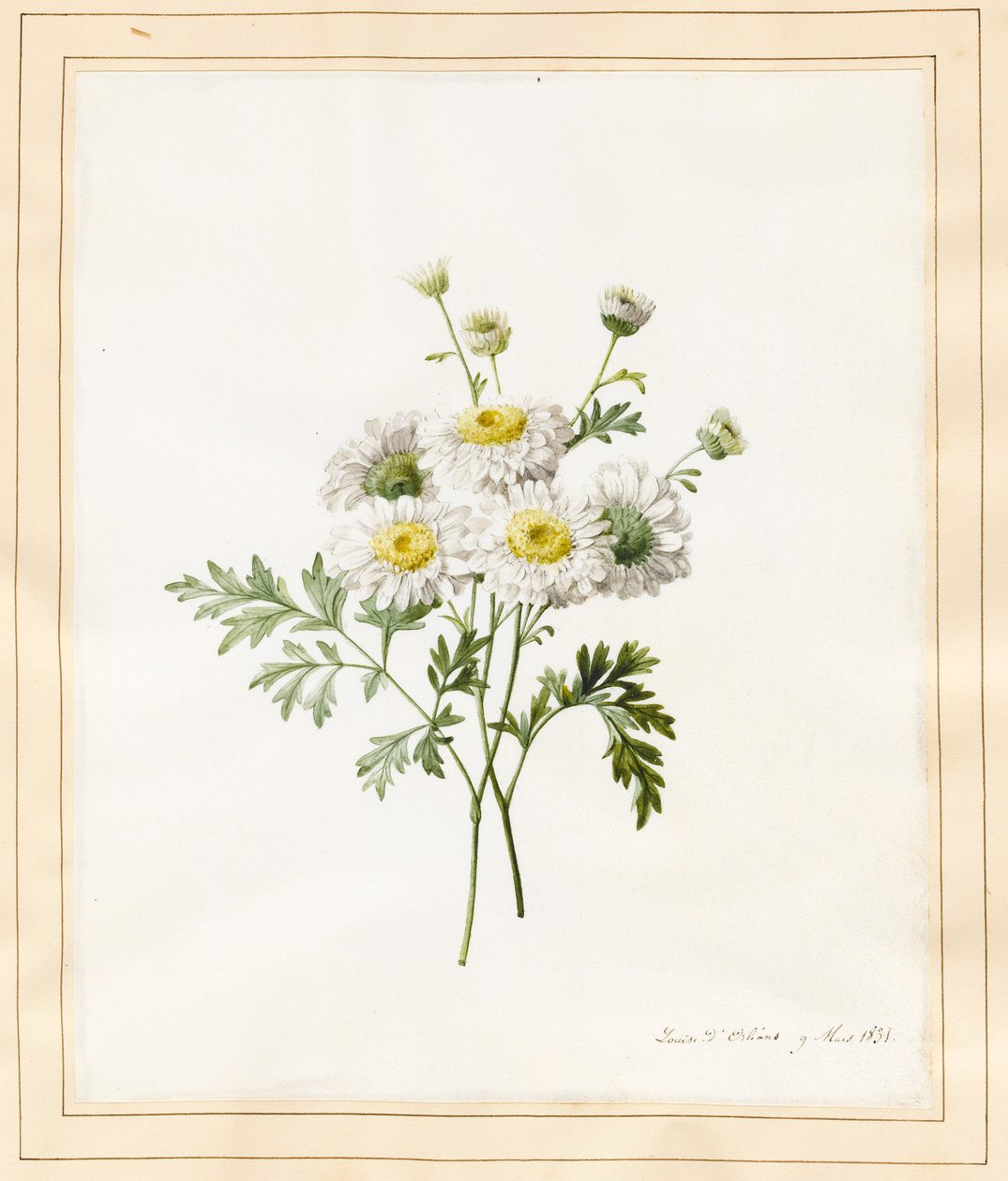 Crisantemo Parthenium (Botones de soltero), 1831 de Louise DOrleans