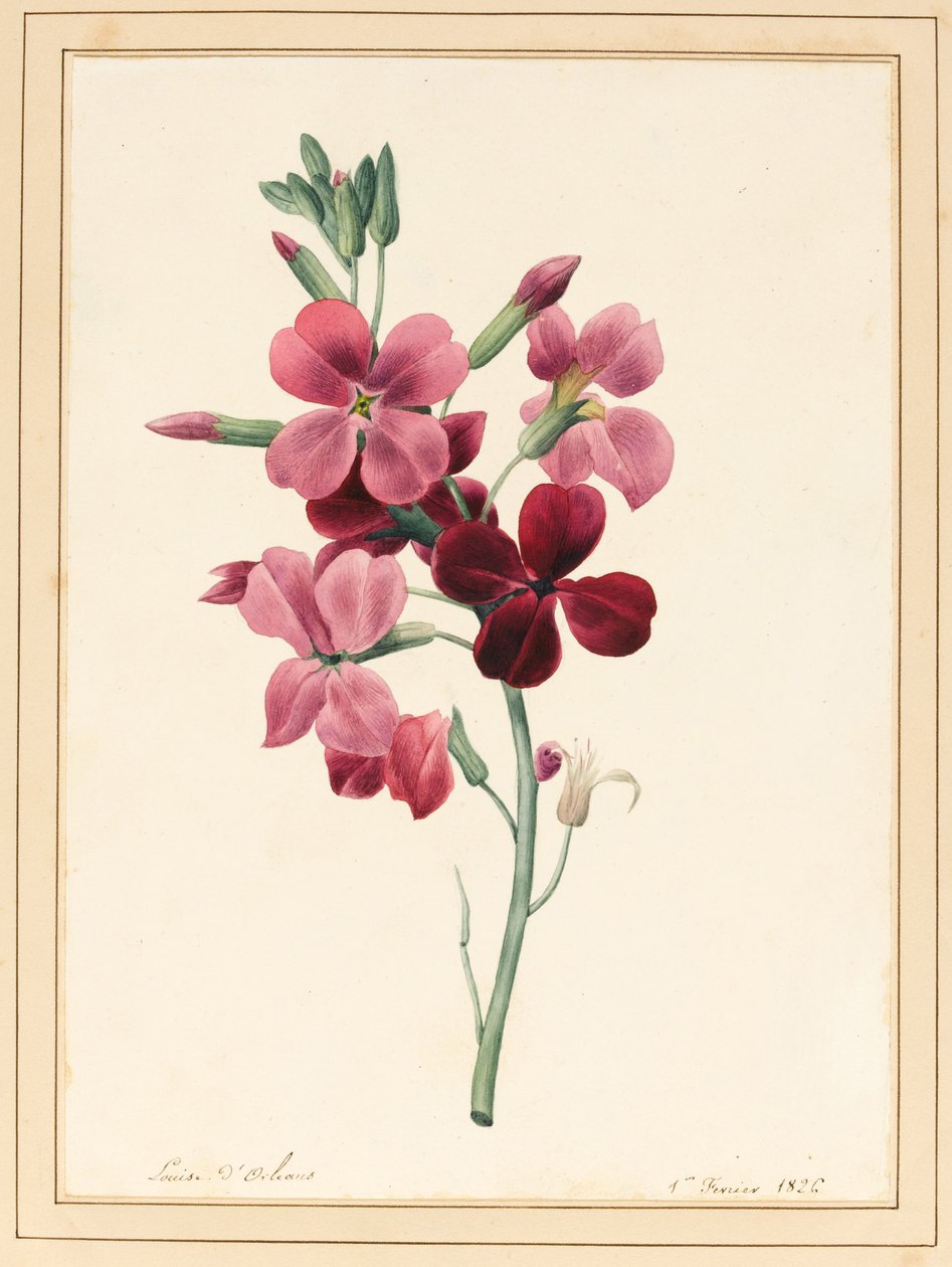 Matthiola, Stock, 1826 de Louise DOrleans