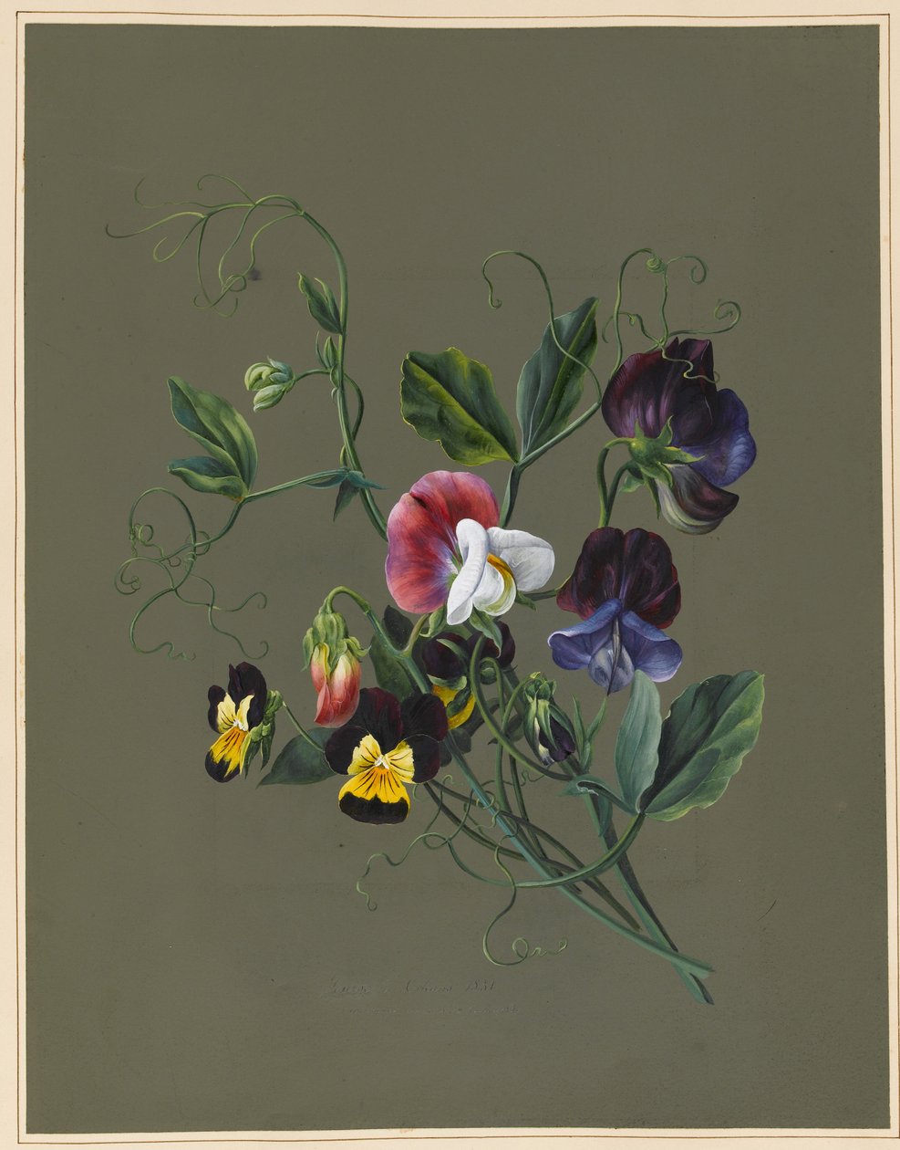 Guisantes de olor (Quitro) y violas, 1830 de Louise DOrleans