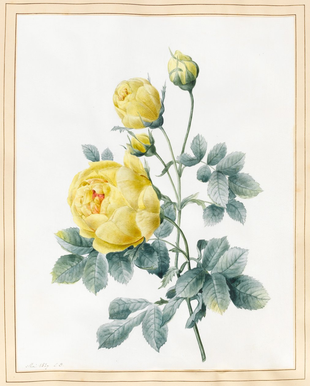 Rosas amarillas, 1827 de Louise DOrleans