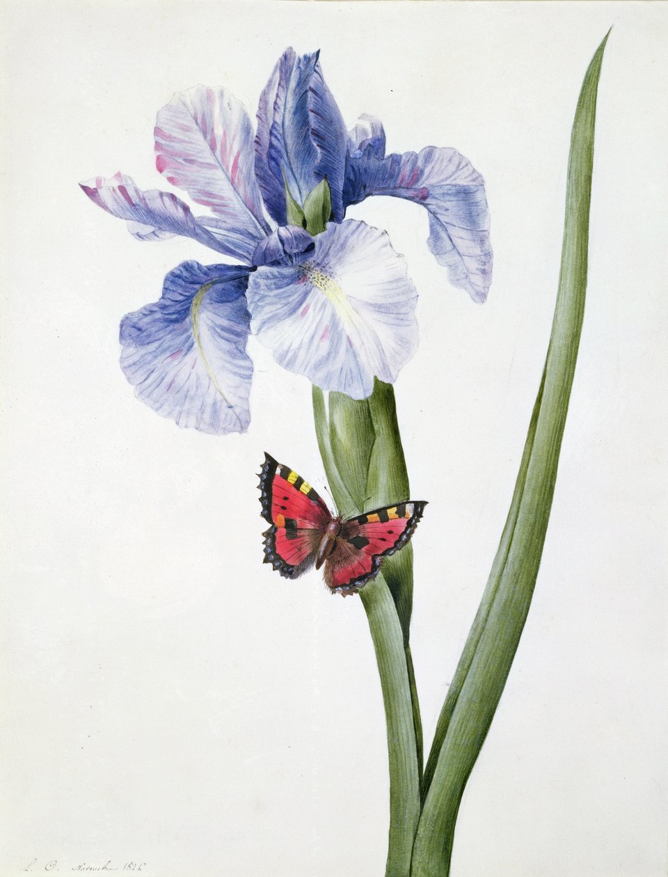 f.10 Iris azul con mariposa (Spuria), 1826 de Louise DOrleans